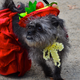 Illustration for article titled The Best Costumes From The Tompkins Square Dog Parade